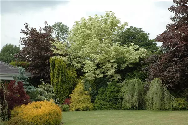 Acer platanoides 'Drummondii' Spitz-Ahorn