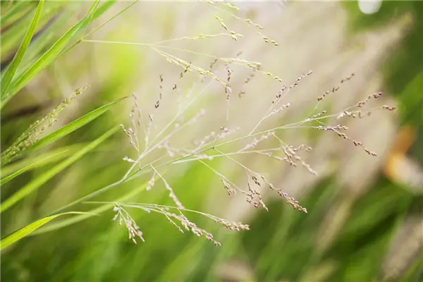 Panicum virgatum 'Cheyenne Sky'  -R- Garten-Ruten-Hirse