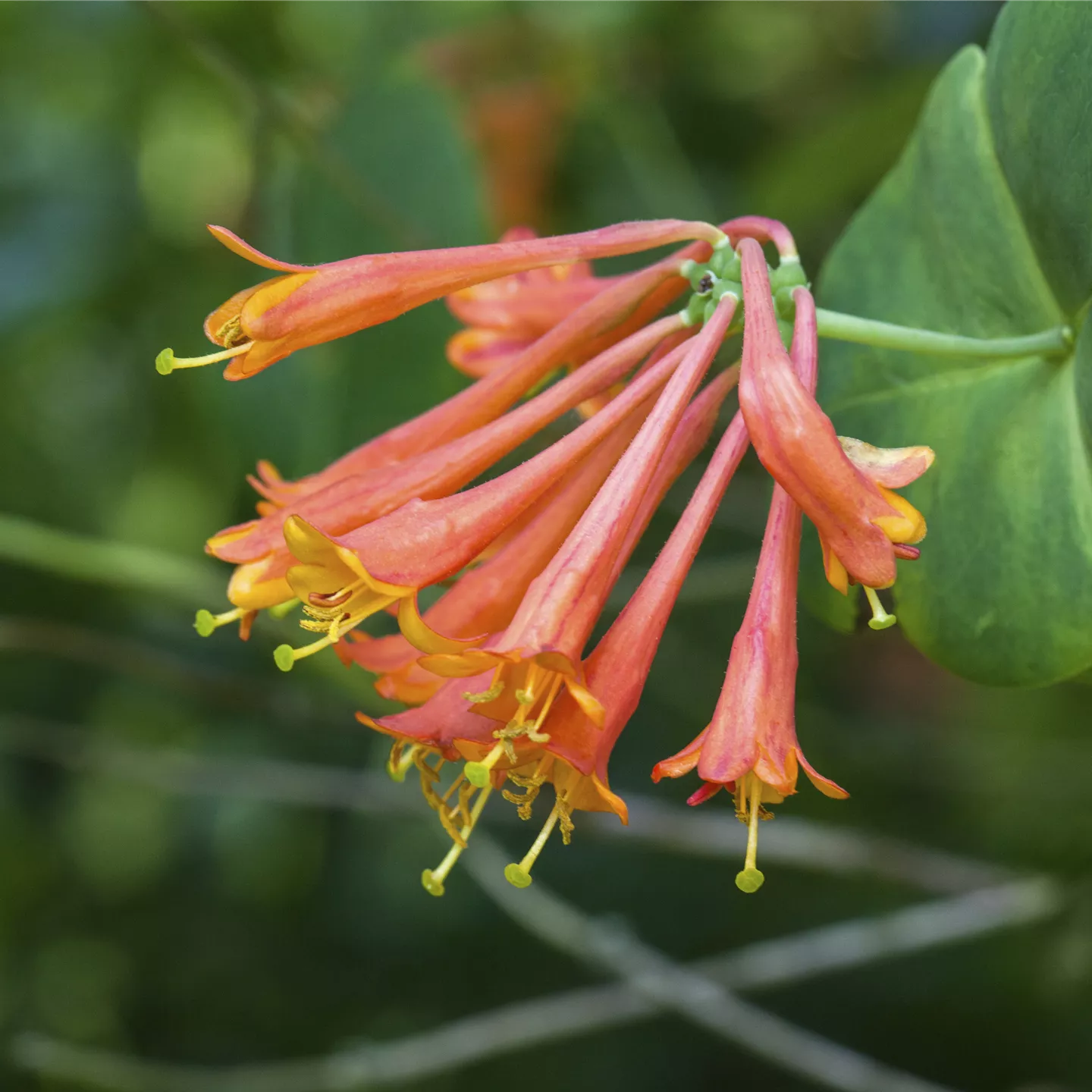 Lonicera brownii 'Dropmore Scarlet'