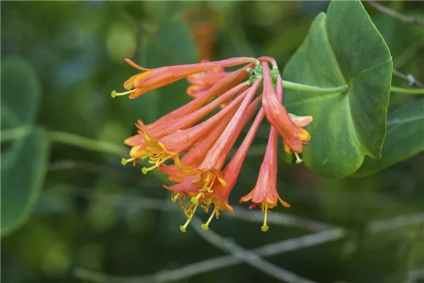 Lonicera brownii 'Dropmore Scarlet' Rote Geißschlinge