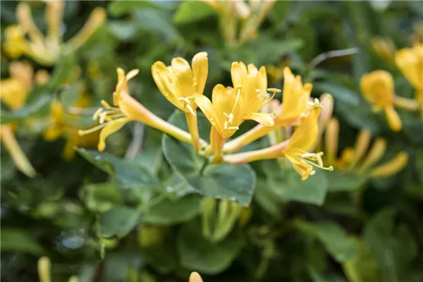 Lonicera heckrottii Feuer-Geißschlinge