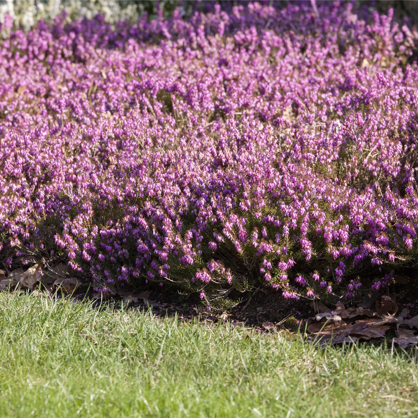 Erica carnea 'Tanja' -S- Erica carnea 'Tanja' -S-