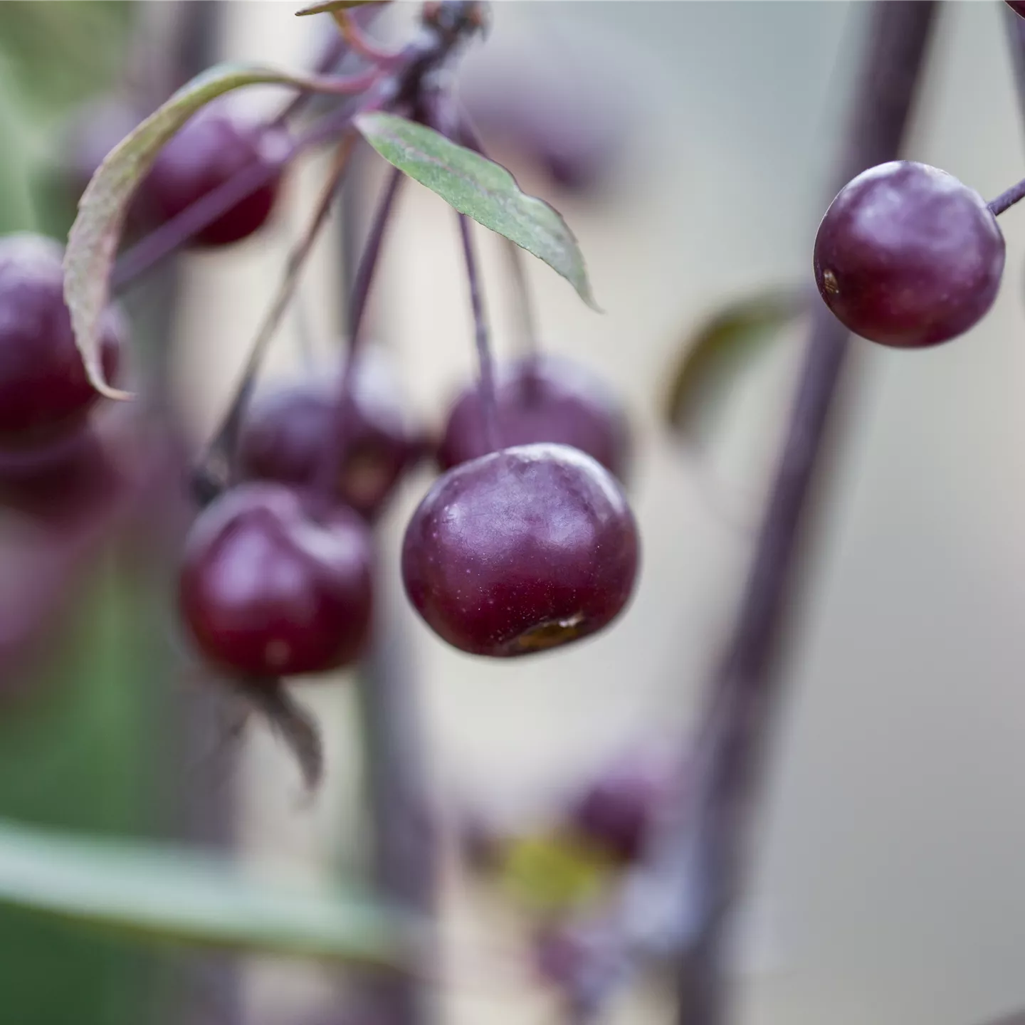 Malus 'Nicoline' Malus 'Nicoline'