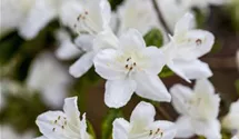 Rhododendron obt.'Diamant Wei' -R-, Japanische Azalee im Pflanzenshop