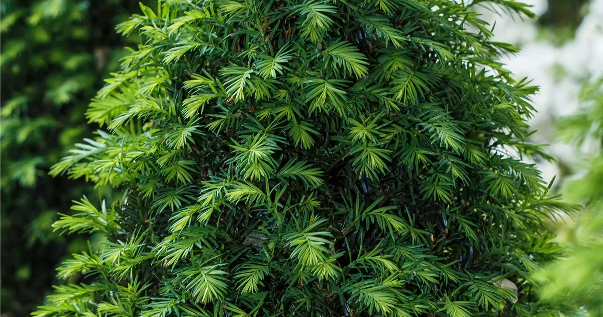 Taxus baccata 'Hpken's Gigant', Eibe im Pflanzenshop