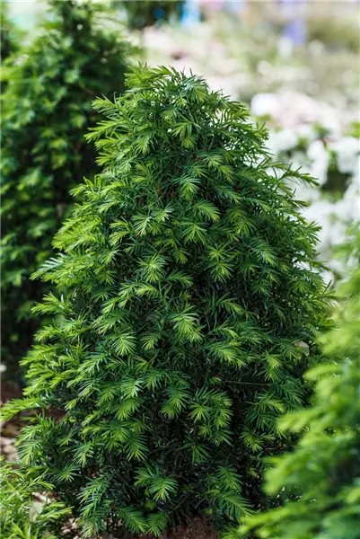 Taxus baccata 'Höpken's Gigant' Eibe