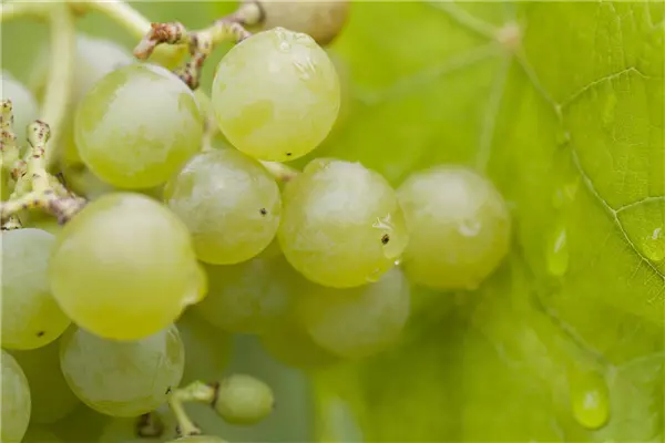 Vitis 'Romulus' Weinrebe