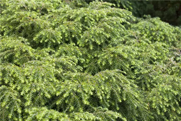 Tsuga canadensis 'Nana' Kissen Hemlocktanne