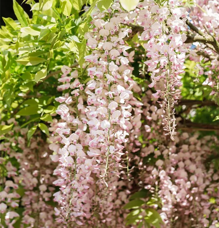 Blauregen 'Shiro-beni'