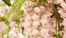 Wisteria floribunda 'Honbeni' 'Pink Ice', Blauregen im Pflanzenshop