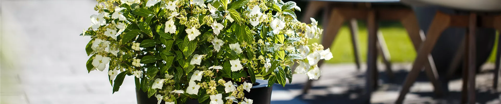 QQ Hydrangea Golden Crane Produktfoto schwarzer Kübel Garten(1) QQ Hydrangea Golden Crane Produktfoto schwarzer Kübel Garten(1)