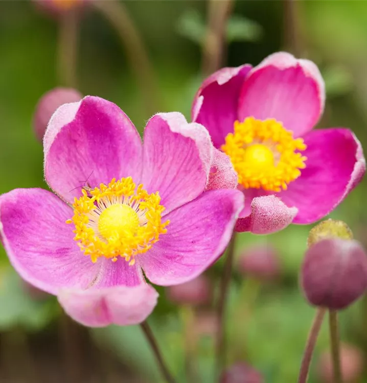Niedrige Herbst-Anemone