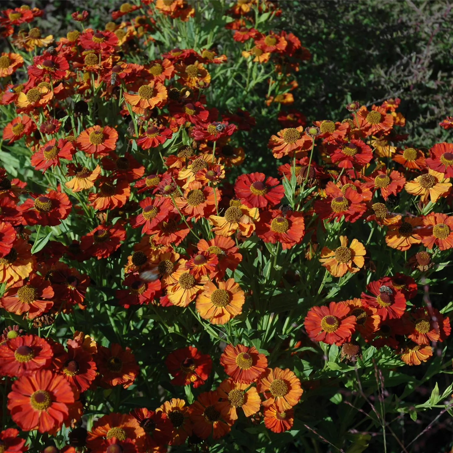 Helenium x cult.'Moerheim Beauty'