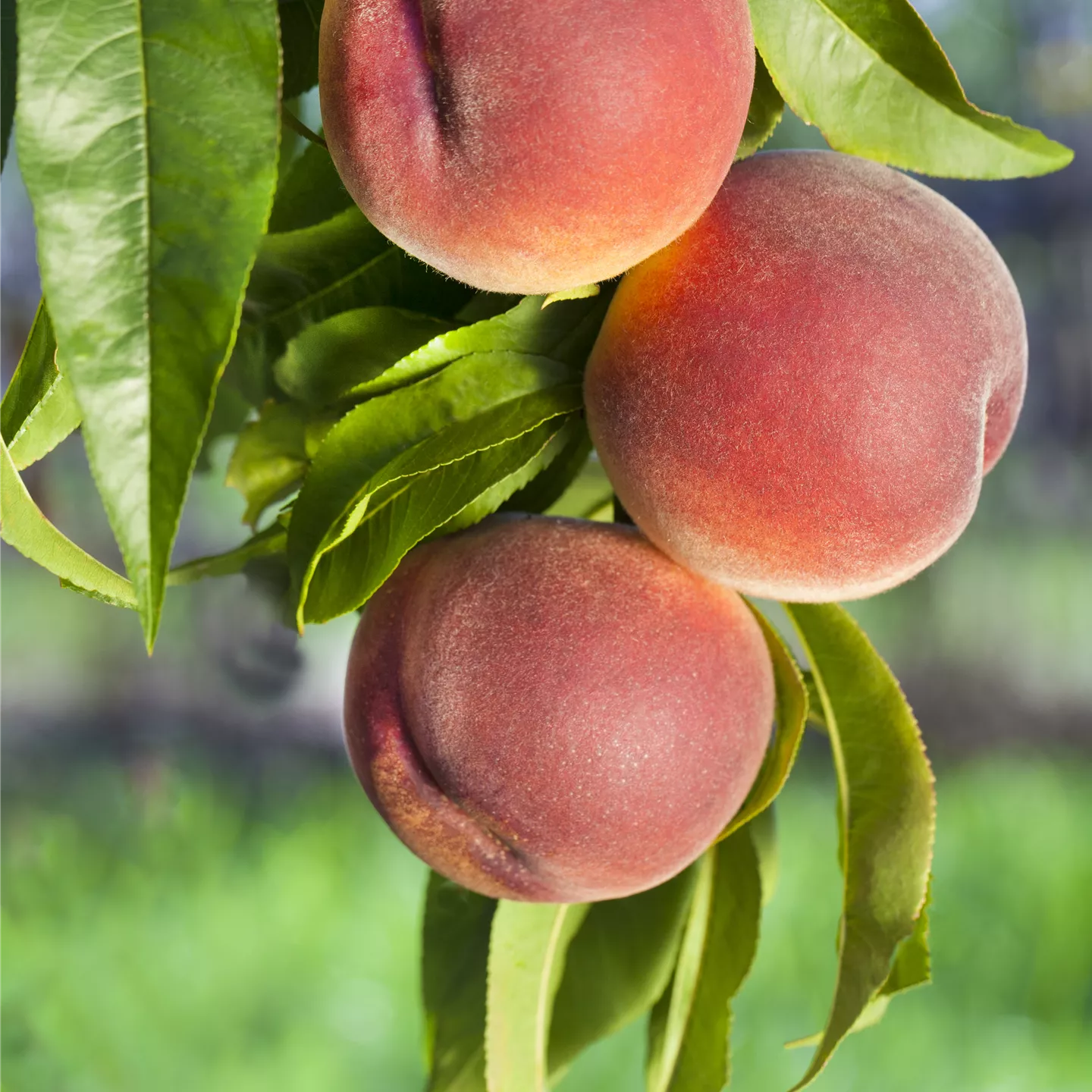 Prunus persica 'Benedicte' CAC Prunus persica 'Benedicte' CAC