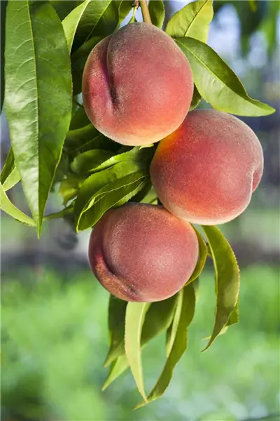 Prunus persica 'Benedicte'             CAC Pfirsich `Benedikte´