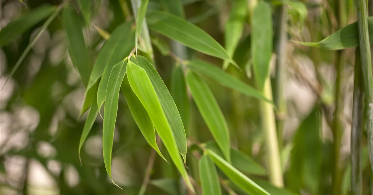 kentia palme giftig Kentia Palme online Kaufen – MyZimmerpflanze.de main image 0
