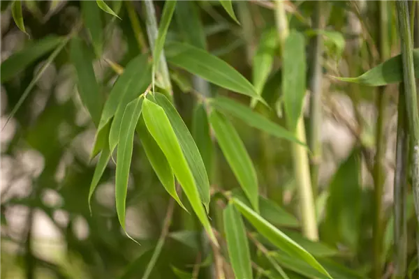 Fargesia species 'Maasai'  -R- Säulen-Bambus 'Maasai'  -R-