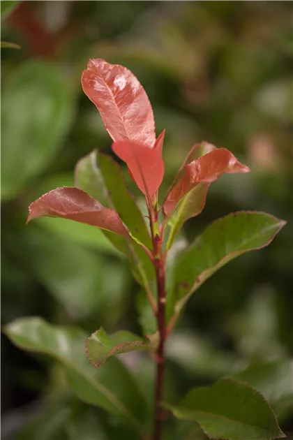 glanzmispel fotos immergrüne Glanzmispel Photinia fras… main image 1