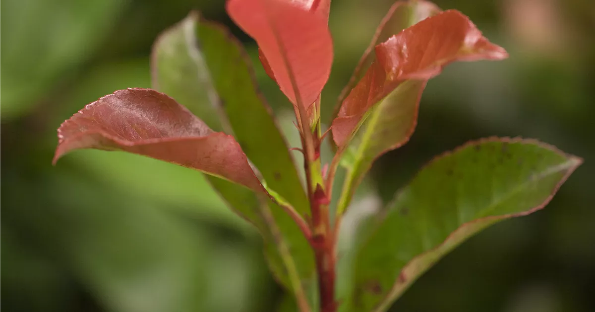 Photinia fraseri 'Robusta Compact', Glanzmispel 'Robusta Compact' im  Pflanzenshop