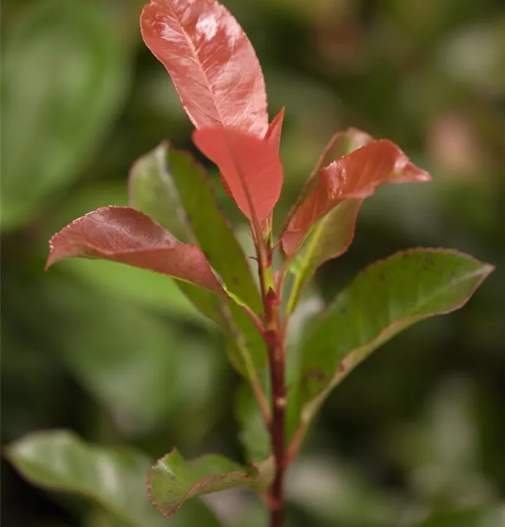 Glanzmispel 'Robusta Compact'