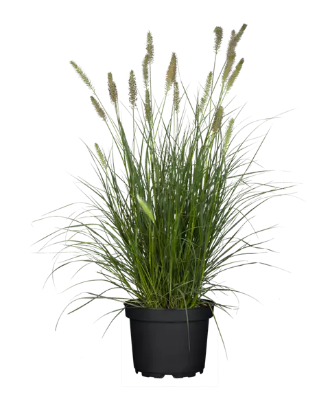 Pennisetum alopecuroides 'Hameln' Niedriges Lampenputzergras