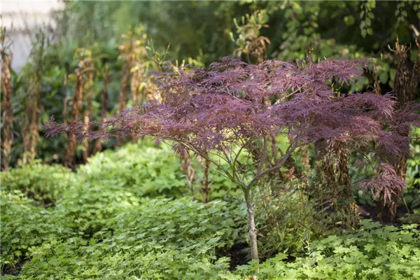 Acer palmatum 'Inaba-shidare' Schlitz-Ahorn