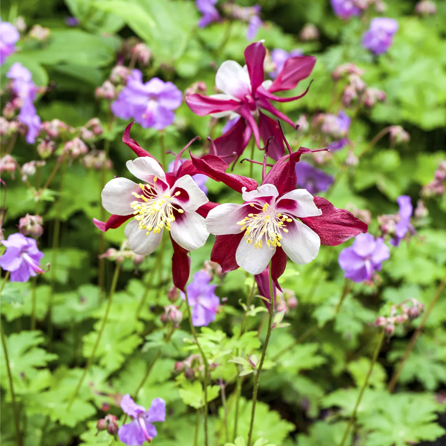 Aquilegia caerulea 'Biedermeier'