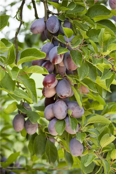 Prunus dom.'Fruca'                     CAC Säulenzwetsche 'Fruca'
