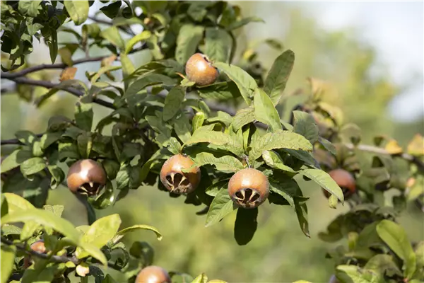 Mespilus germanica 'Holländische' Mispel
