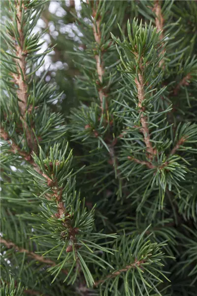 Picea glauca 'Conica' Zuckerhut-Fichte