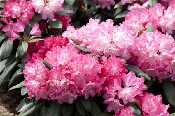 Rhododendron yak.'Anuschka' Yaku-Rhododendron