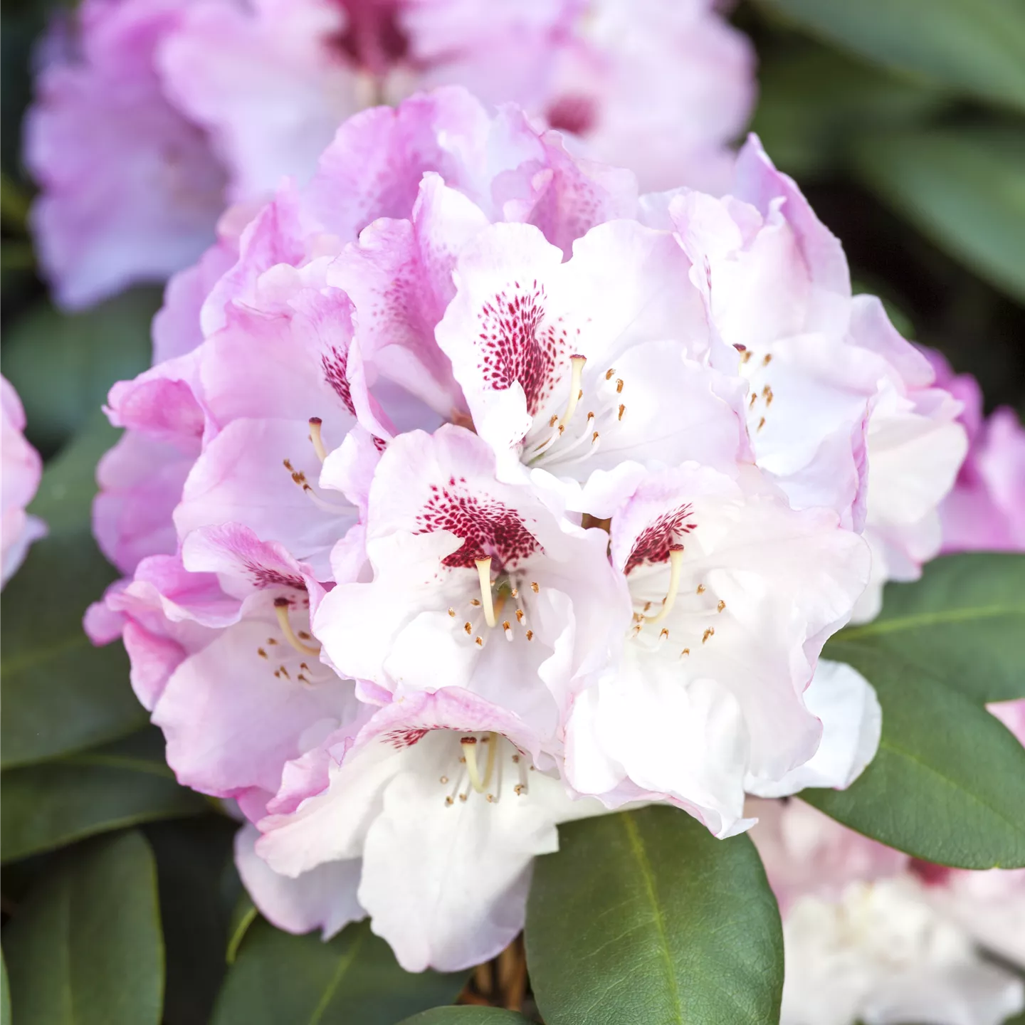 Rhododendron yak.'Nicoletta' -S- Rhododendron yak.'Nicoletta' -S-