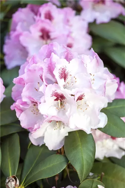 Rhododendron yak.'Nicoletta'  -S- Yaku-Rhododendron