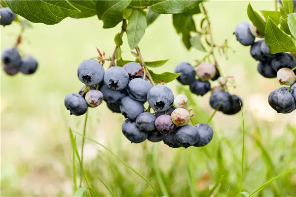 Vaccinium corymb.'Duke'                CAC Heidelbeere `Duke´
