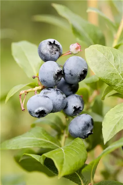 Vaccinium corymb.'Reka'  -R-           CAC Heidelbeere `Reka´