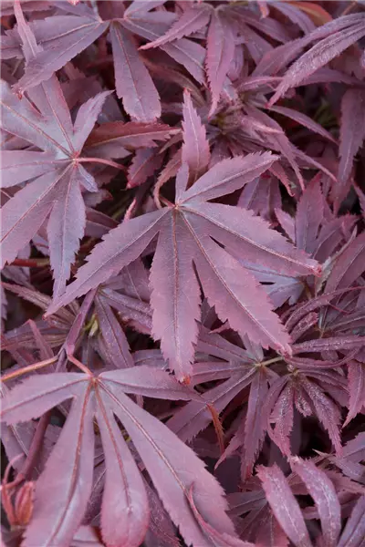 Acer palmatum 'Shaina' Fächerahorn 'Shaina'