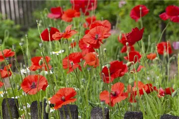Der Klatschmohn – vom Acker in den Garten