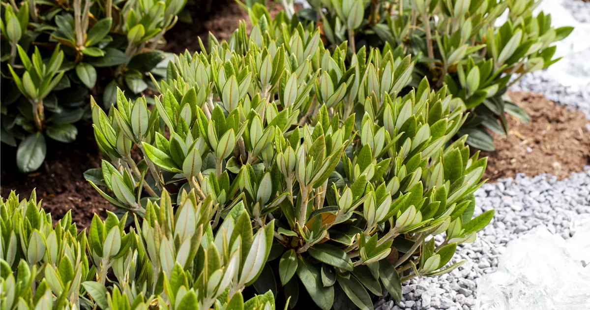 Rhododendron taliense 'Honigduft' im Pflanzenshop