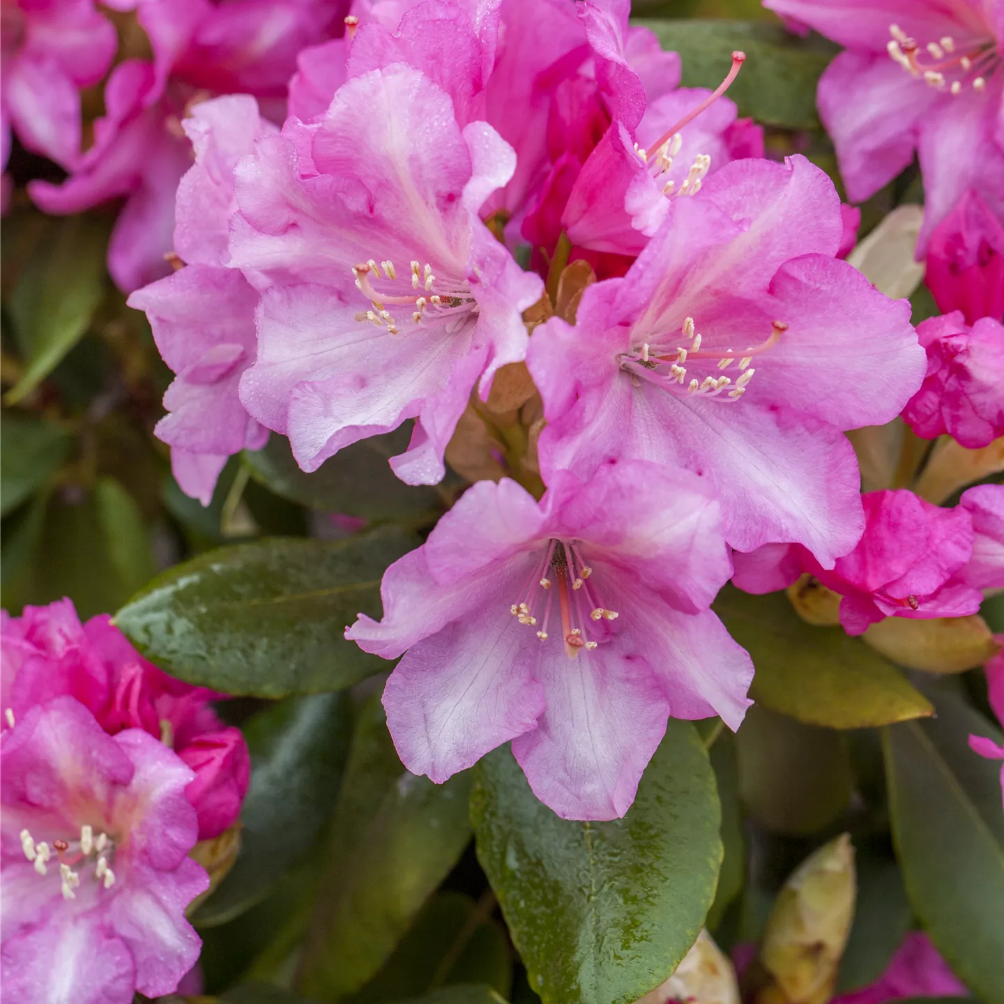Rhododendron yak.'Blurettia' Rhododendron yak.'Blurettia'