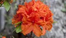 rhododendron goldtopas Rhododendron x 'Goldilocks' (Hybrid Lepidote Rhododendron) main image 0