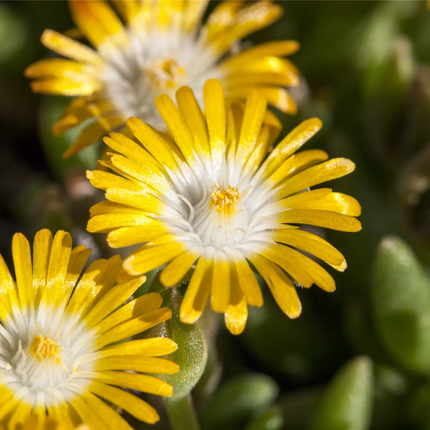 Delosperma congestum 'Golden Nugget'