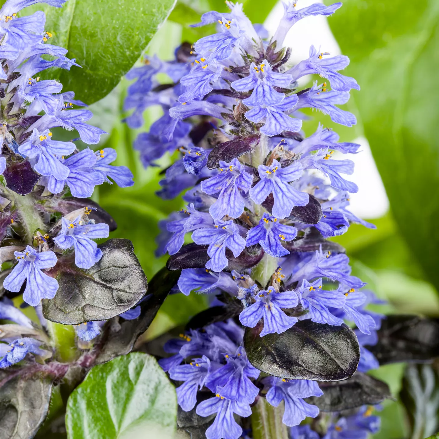 Ajuga reptans 'Atropurpurea'