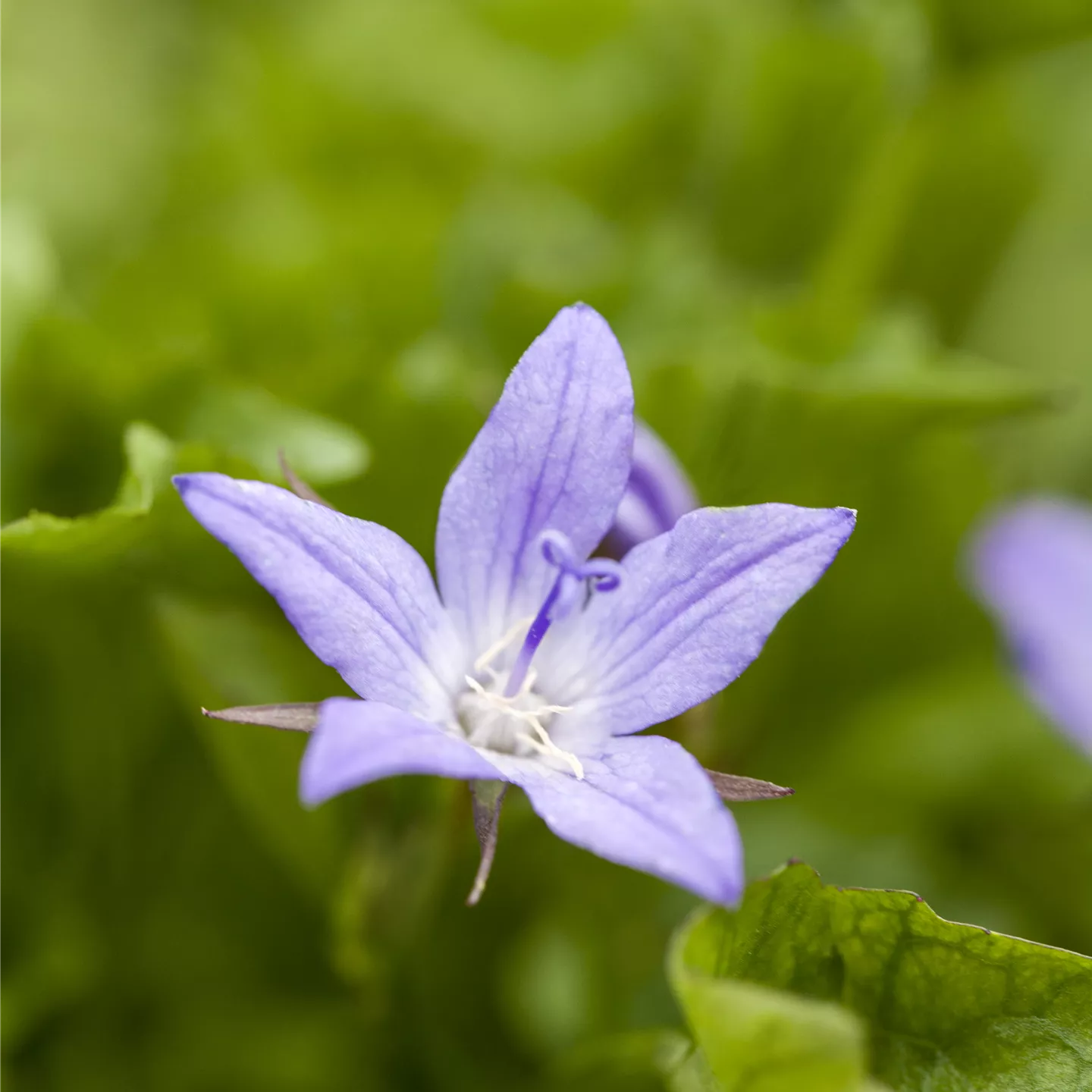 Campanula poscharskyana 'Stella'