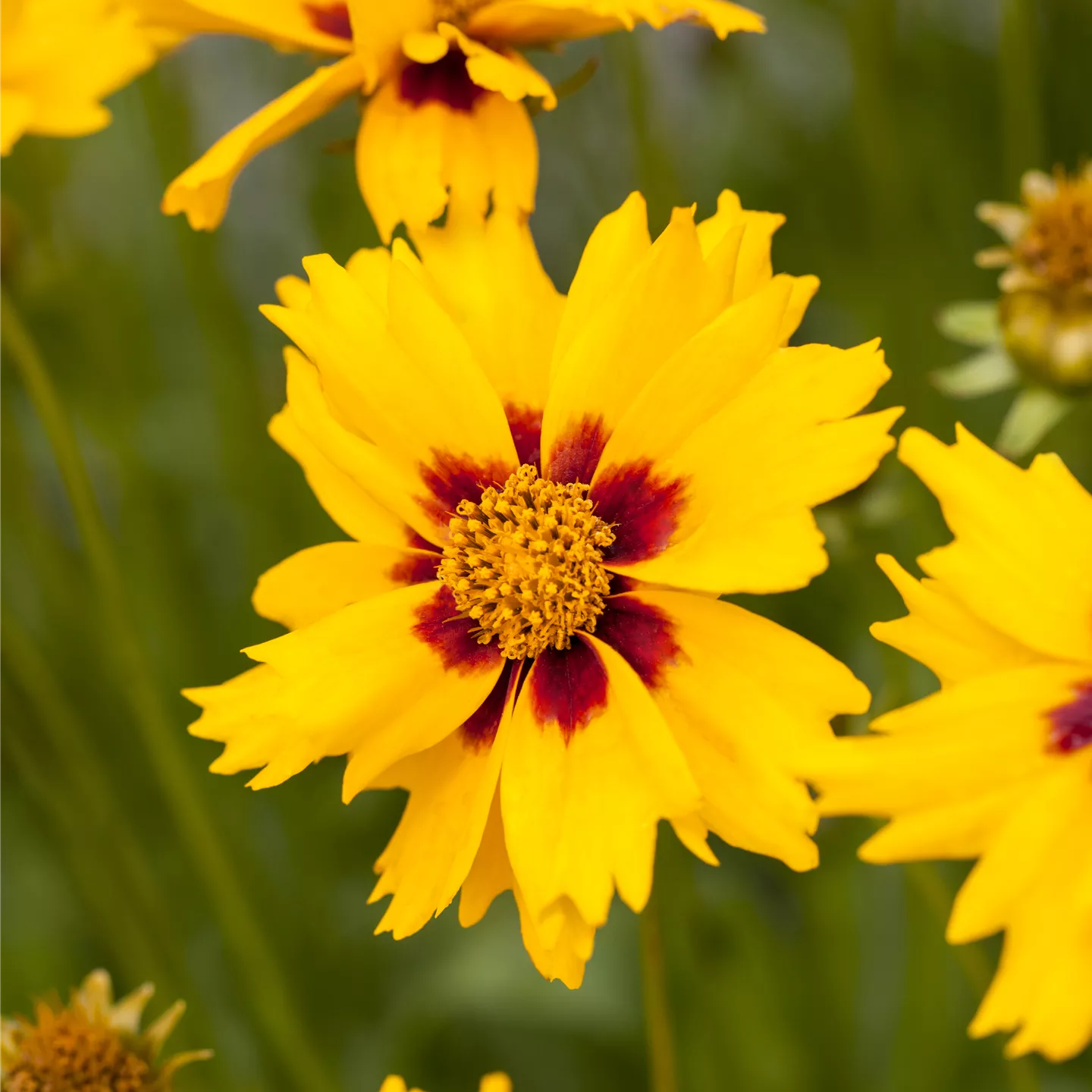 Coreopsis lanceolata 'Sterntaler'