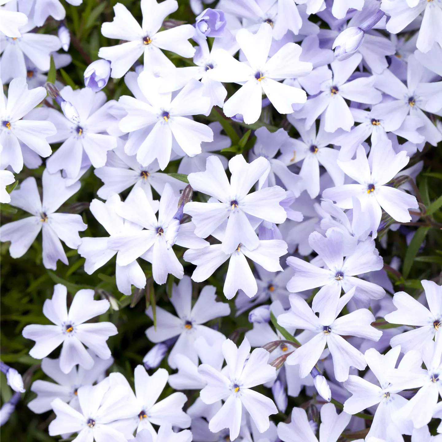 Phlox subulata 'Emerald Cushion Blue' Phlox subulata 'Emerald Cushion Blue'