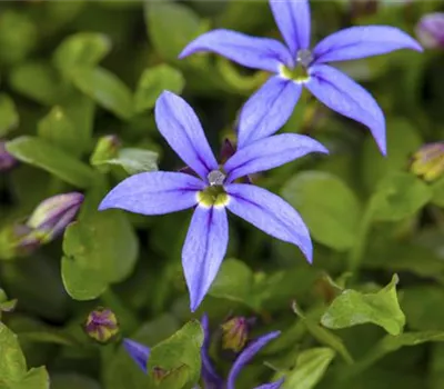 Australien-Schein-Lobelie Australien-Schein-Lobelie