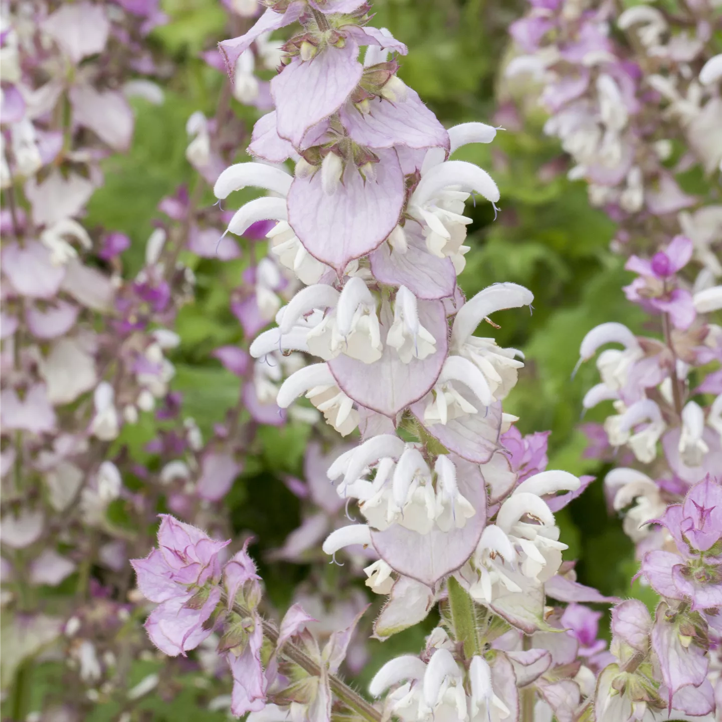 Salvia sclarea