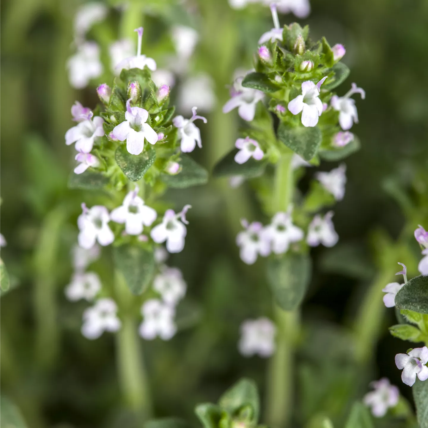 Thymus serpyllum 'Albus'
