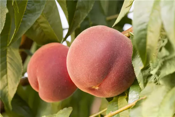 Prunus persica 'Revita'  -S-           CAC Pfirsich