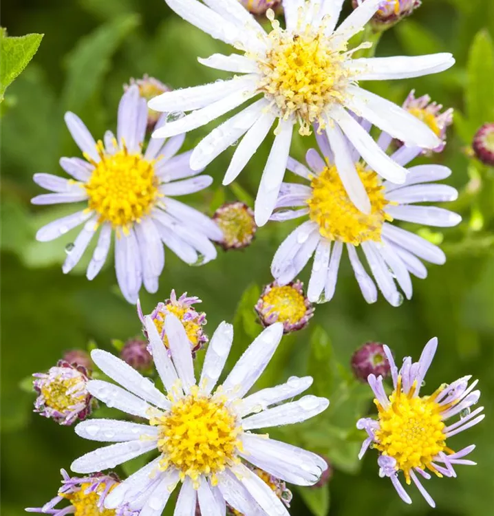 Ageratum-Aster